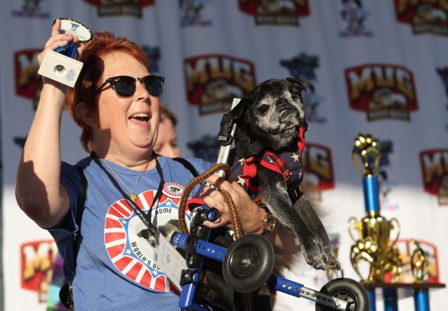 PETALUMA, CALIFORNIA - JUNE 21: Michelle Grady, of Rohnert Park, California, holds her dog Rome after coming in second place during the World's Ugliest Dog contest at the Marin-Sonoma County Fair on June 21, 2024 in Petaluma, California. A Pekingese dog named Wild Thang won the 34th annual World's Ugliest Dog contest and was awarded ,000. (Photo by Justin Sullivan/Getty Images)