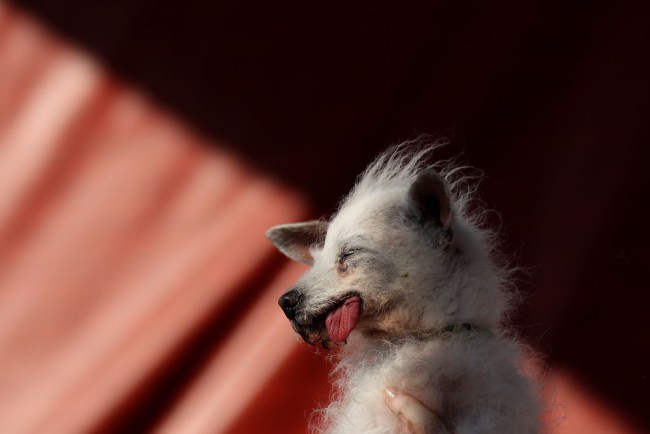 PETALUMA, CALIFORNIA - JUNE 21: A dog named Daisy Mae looks on during the World's Ugliest Dog contest at the Marin-Sonoma County Fair on June 21, 2024 in Petaluma, California. A Pekingese dog named Wild Thang won the 34th annual World's Ugliest Dog contest and was awarded ,000. (Photo by Justin Sullivan/Getty Images)