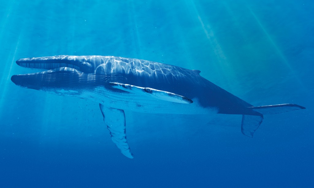 COLOSSO - Baleia-azul: com até 30 metros e 180 toneladas, a maior criatura da história