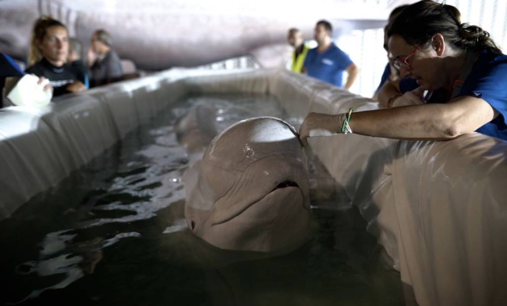 A intensa operação para resgatar belugas de aquário em Kharkiv, na Ucrânia