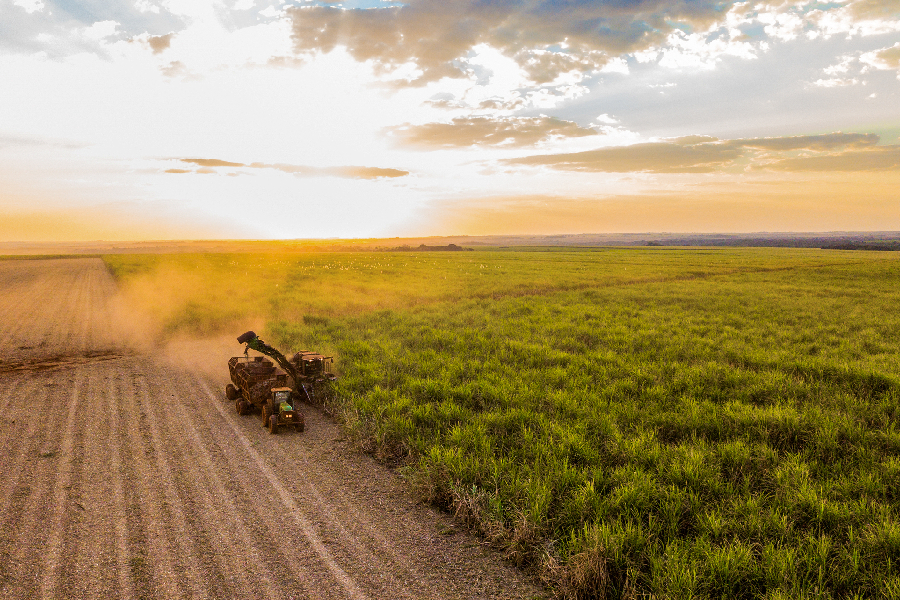 Pesquisa identifica inseto que pode estar por trás de prejuízos na cana-de-açúcar