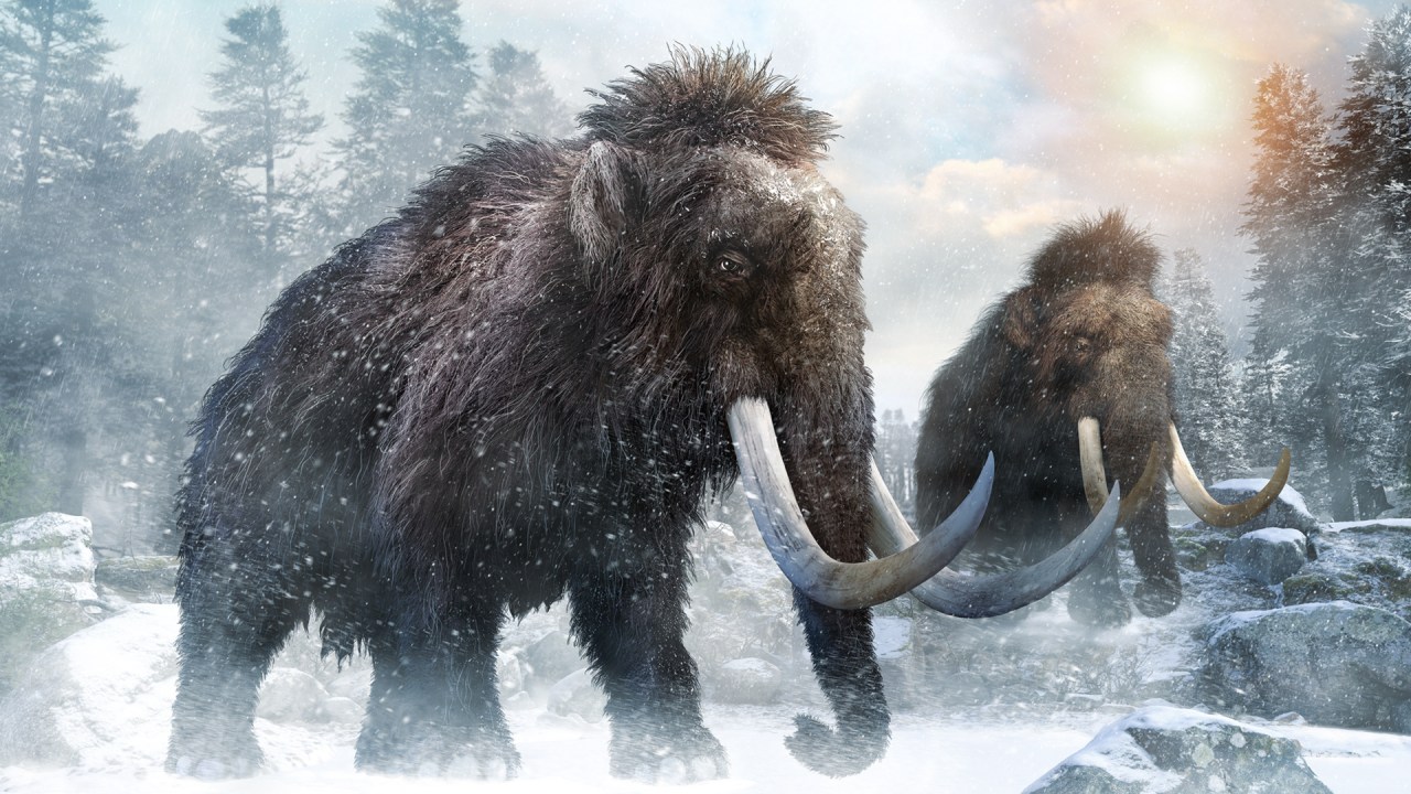 ERA DO GELO - Mamutes-lanudos: pesando até 8 toneladas, viveram no último período glacial, há cerca de 10 000 anos