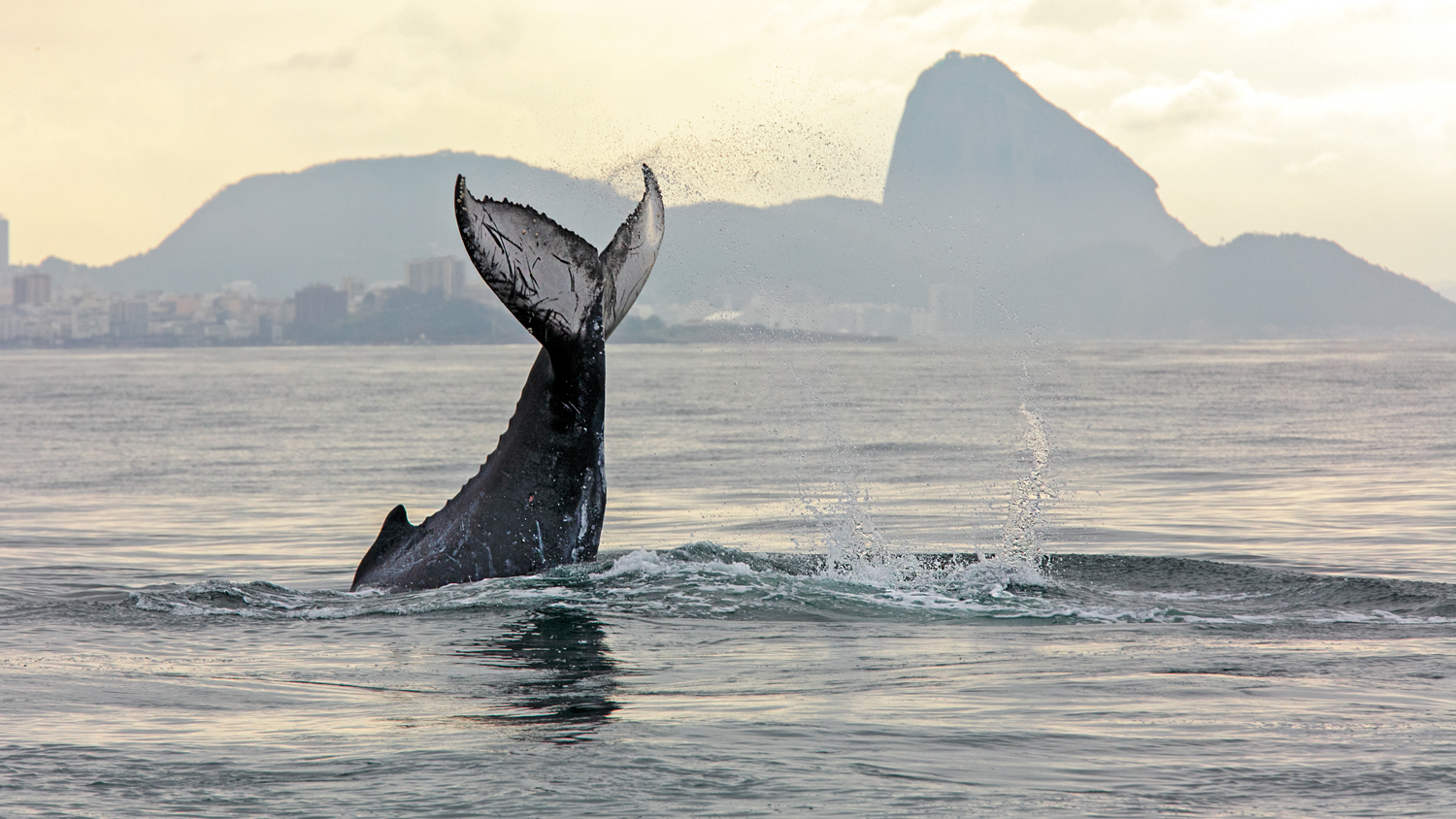 BALÉ - Gigante em ação: passeios de barco permitem ver acrobacias de perto