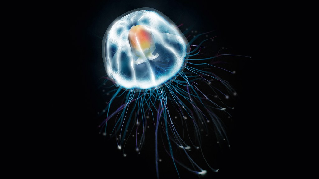 MEDUSA IMORTAL - A água-viva Turritopsis: poder de rejuvenescer ao estágio de pólipo para se livrar de ameaças