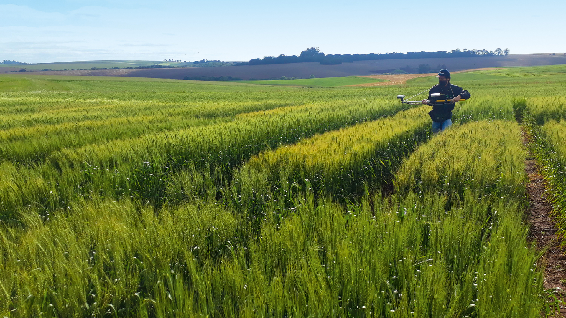 Área de trigo na Embrapa: transgenia para adaptar planta ao clima tropical