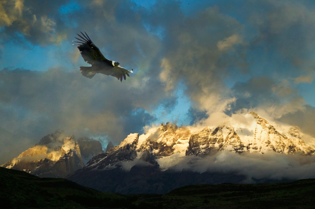 INSPIRAÇÃO - Exímios voadores: ciência olha para pássaros como o condor-dos-andes em busca de respostas