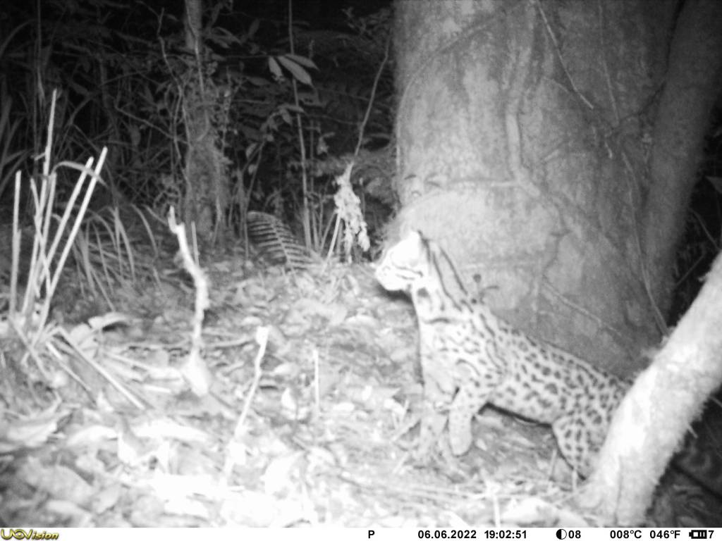 Quatro espécies exóticas são registradas em parque da Serra da Mantiqueira