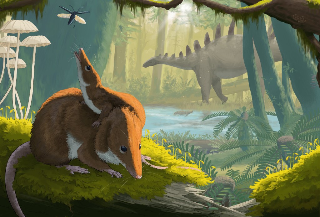 MAMÍFEROS - Krusatodon kirtlingtonesis: primeiros animais do grupo cresciam mais devagar
