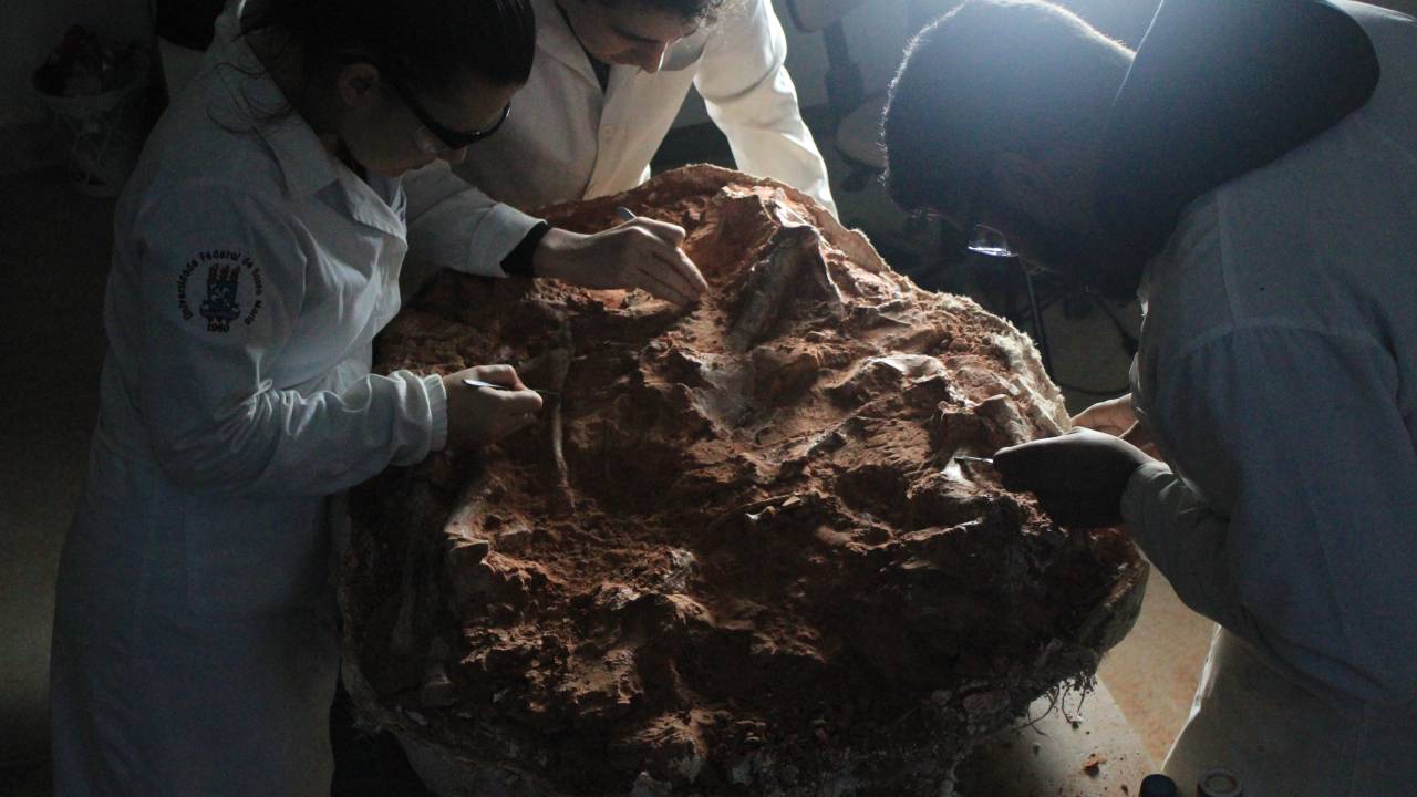 FÓSSIL - Herrerasauridae: fóssil foi revelado após fortes chuvas que atingiram o Rio Grande do Sul