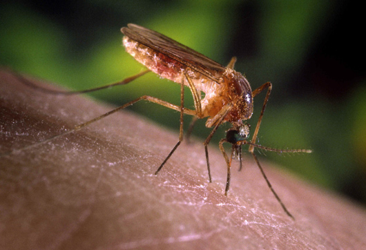 O mosquito Culex quinquefasciatus é um dos vetores do vírus da febre Oropouche