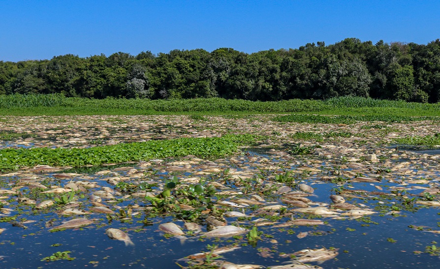 Dezenas de toneladas de peixes mortos por poluição no Rio Piracicaba