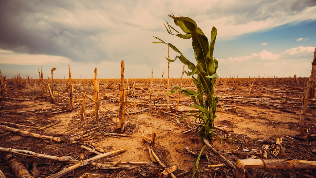 Plantação atingida pela estiagem: efeitos climáticos cada vez mais visíveis