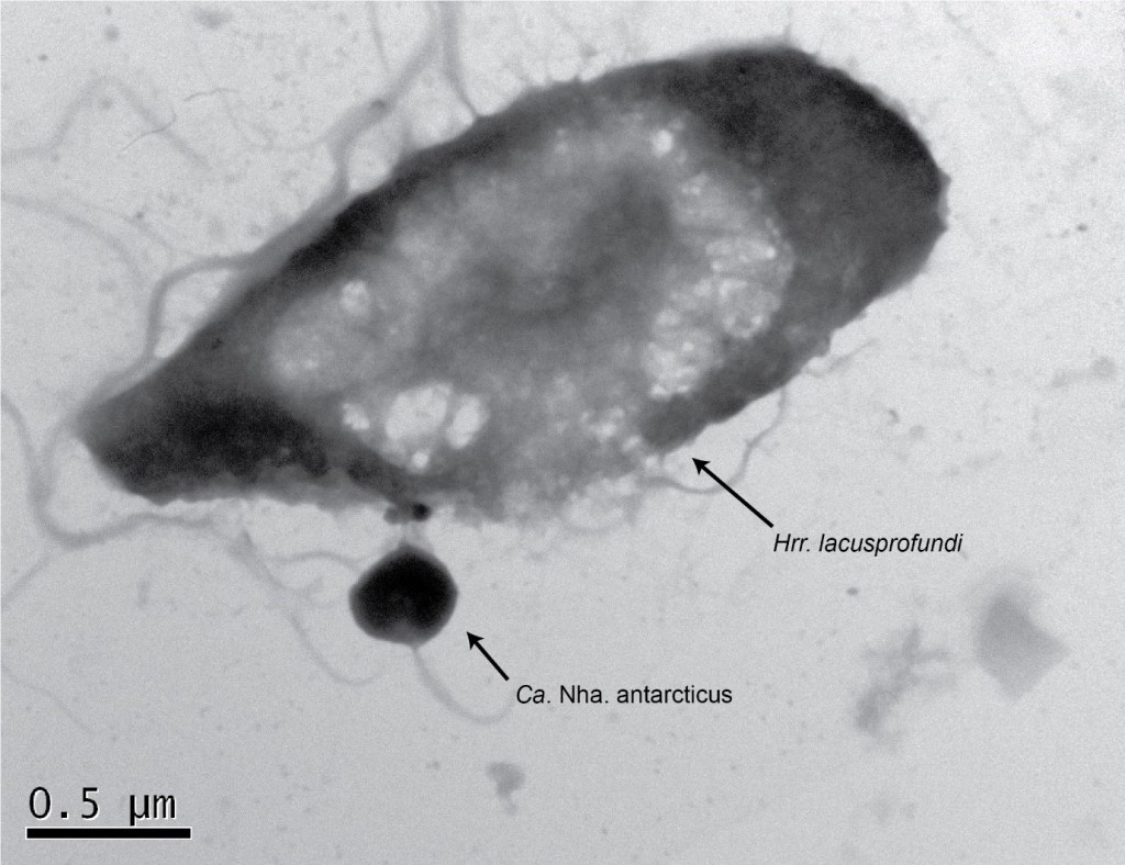 ARCHEA - Candidatus Nanohaloarchaeum antarcticus: microrganismo vive em ambientes extremos