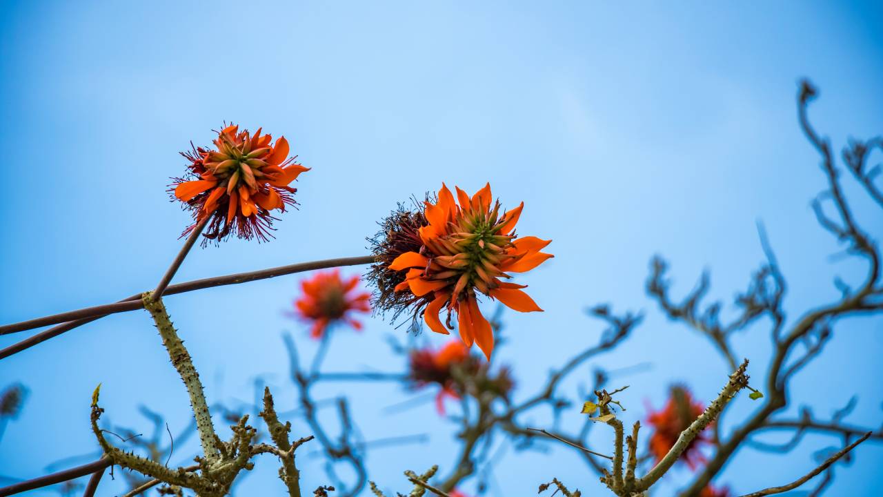 CORAL DA COSTA - Erythrina caffra: termo racista será modificado em mais de 200 espécies