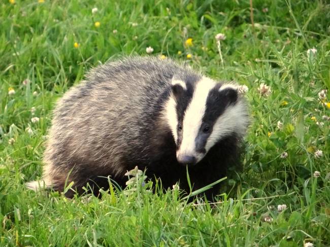 Badger A badger in Dorset UK, foraging on a summers evening.