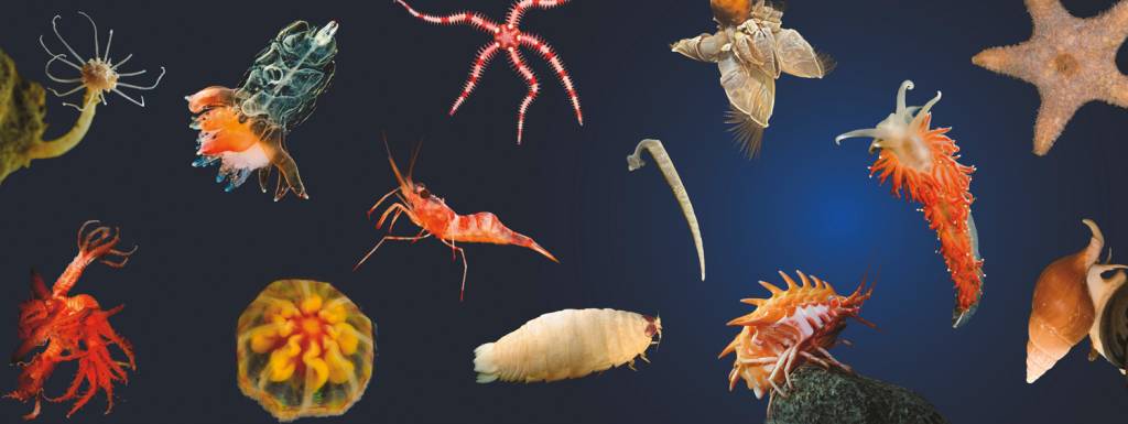 2—Collage_SenckenbergOceanSpeciesAlliance-(SOSA).jpg FUNDO DO MAR - Formas de vida: até 1,8 milhão de seres afeitos a estudo