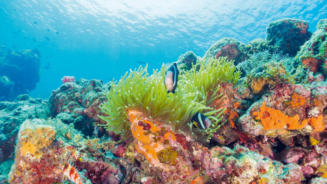 BIODIVERSIDADE - Imenso desconhecido: seres que mal conhecemos podem sumir do mapa