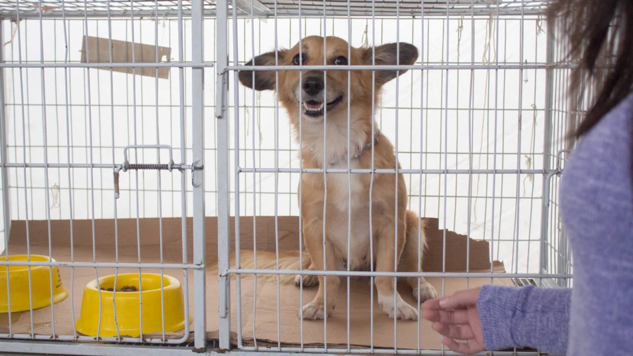 Cão resgatado pela ONG Cel