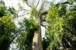 Árvore gigante Floresta Estadual do Paru, no oeste do Pará