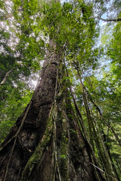 O angelim-vermelho, a maior árvore da América Latina e uma das maiores do mundo O angelim-vermelho, a maior árvore da América Latina e uma das maiores do mundo