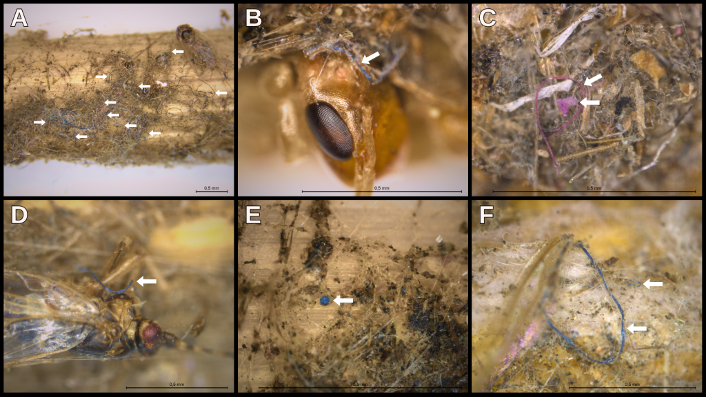 ARANHAS - Microplásticos: elementos coloridos são encontrados nas teias