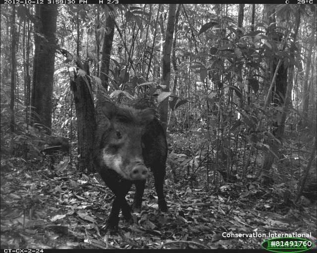 LUAR DO SERTÃO Porco selvagem em Caxiuana, que busca a luz da lua cheia -