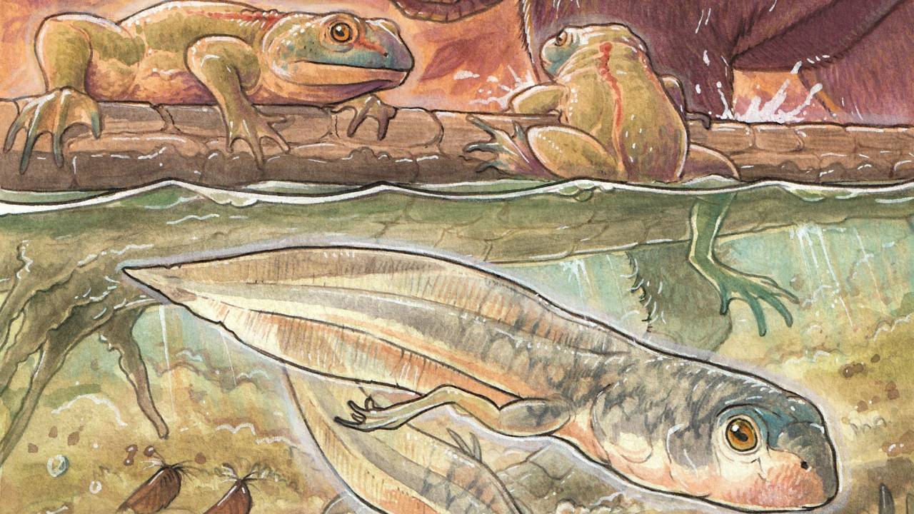 GIRINO - Notobatrachus degiustoi: espécime tinha 16 centímetros