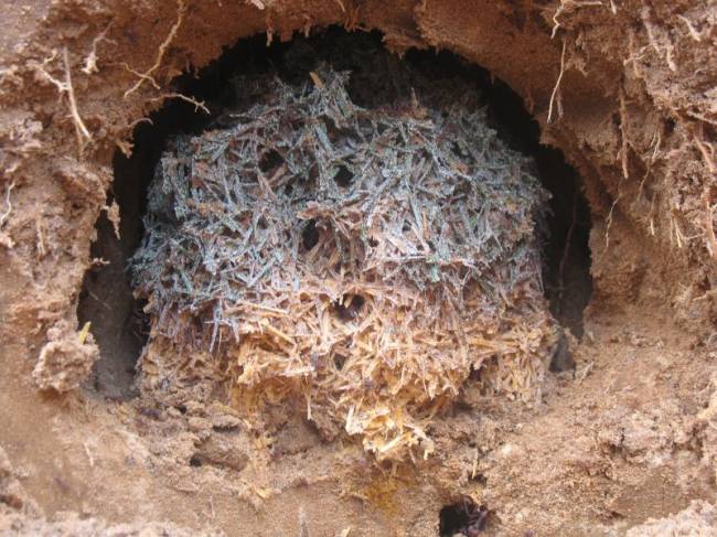 Formigueiro encontrado em fazenda de Botucatu (SP) abriga jardim de fungo que compreende, além da espécie cultivada, folhas de gramíneas