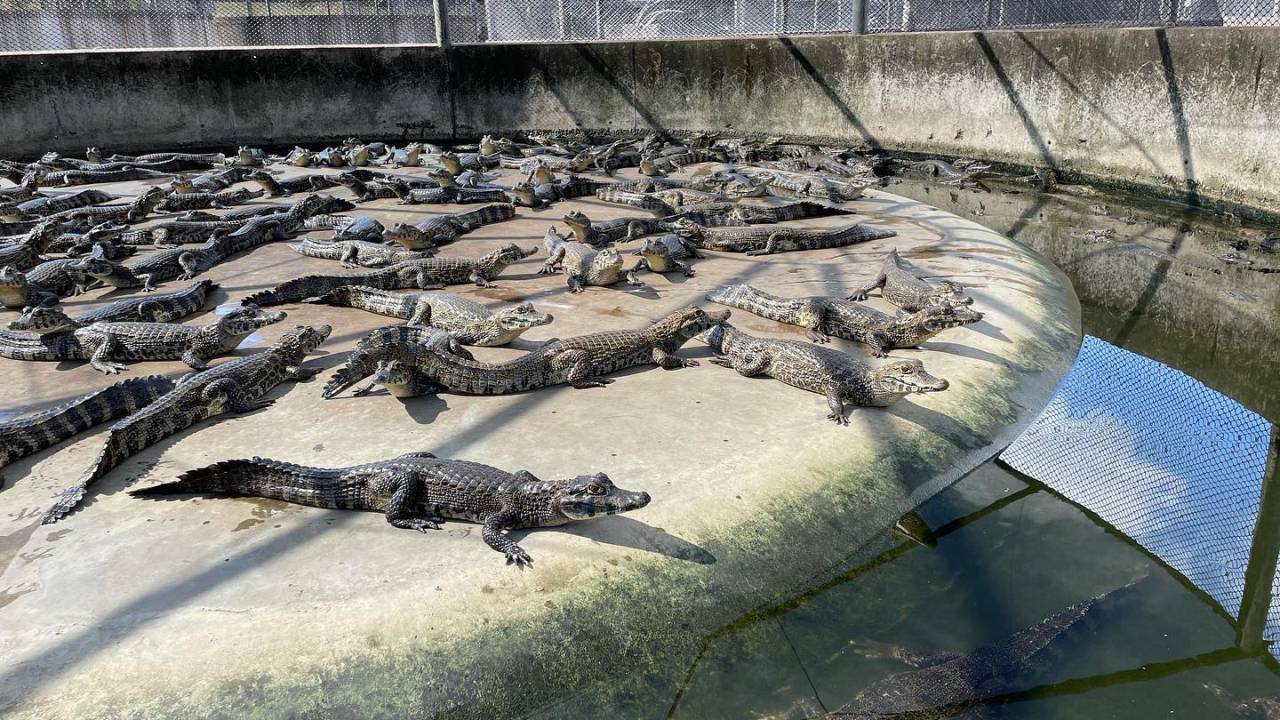 Caimasul tem a maior fazenda de jacarés do mundo, localizada no Pantanal do MS