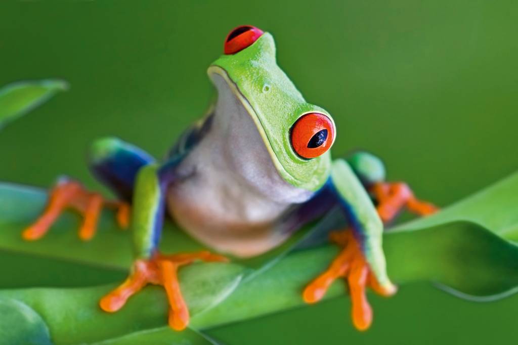 GettyImages-135138016.jpg VISÃO - Anfíbios: evolução deu aos bichos olhos aptos a distinguir matizes