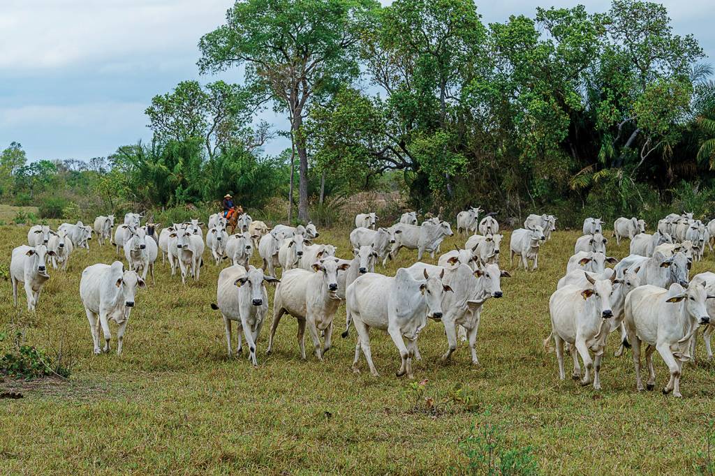 GettyImages-2184589135 Gado no Centro-Oeste: produção brasileira de carne bovina deve crescer 10% nos próximos dez anos