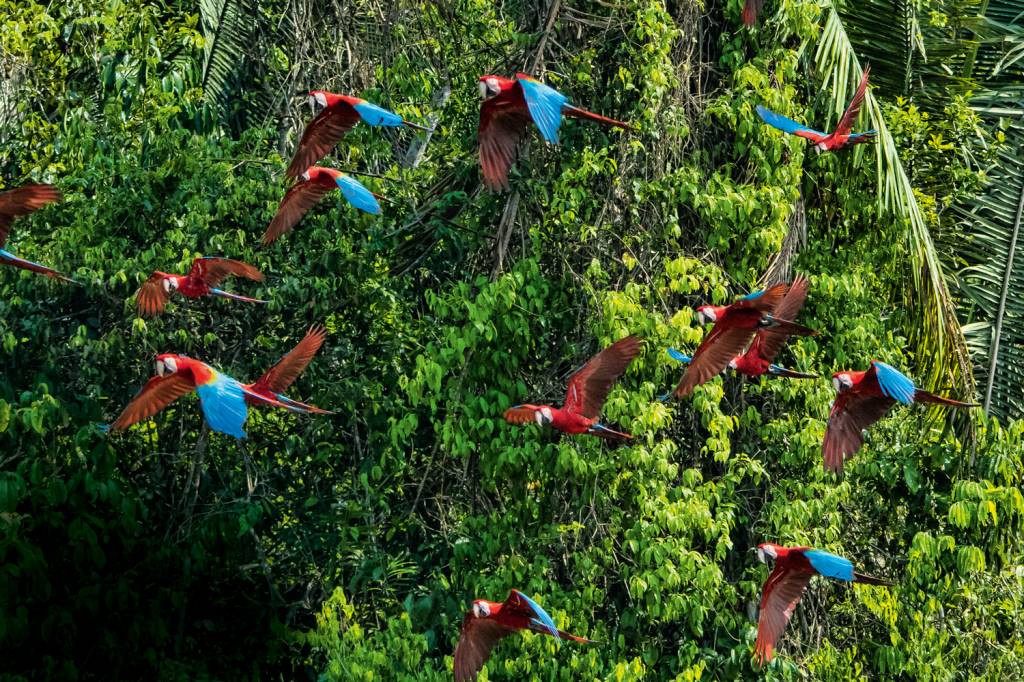 GettyImages-869580698.jpg ANIMAIS - Sinais: alerta para toxicidade ou perigo e chamariz sexual