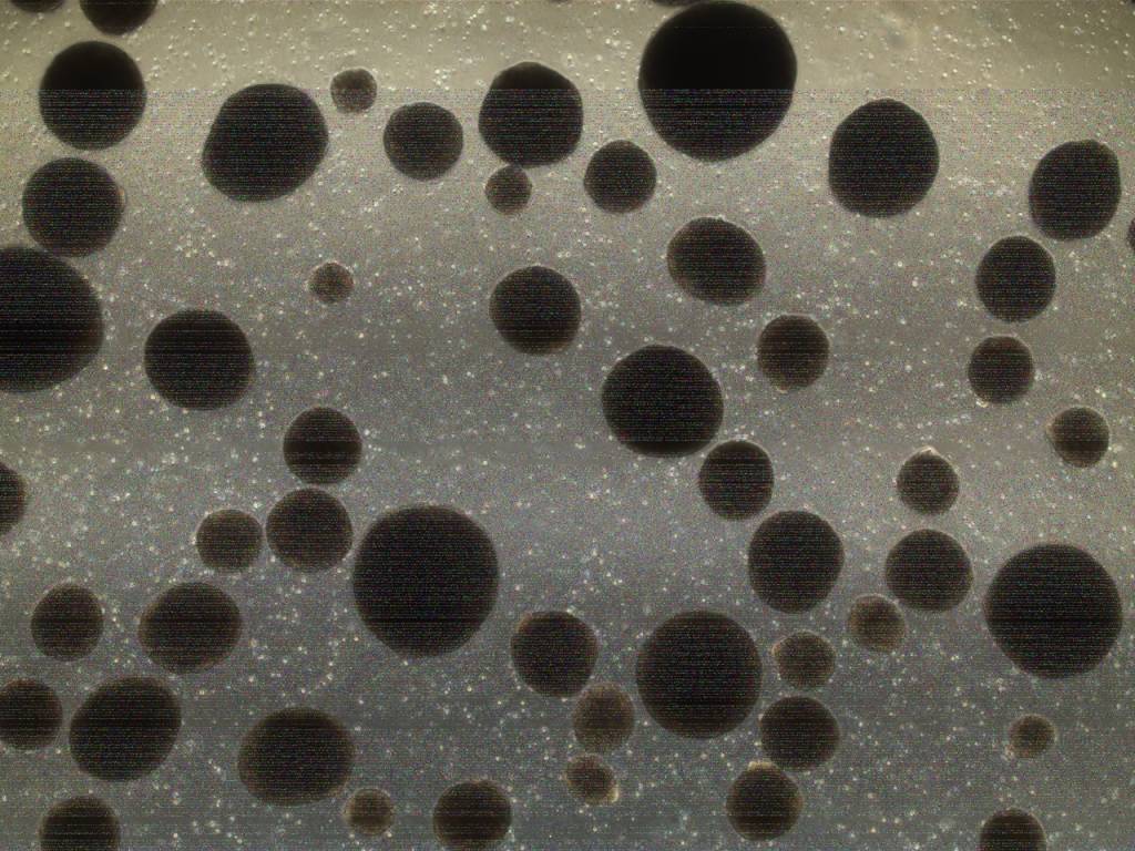 Pesquisadores da USP criam minicérebros para investigar envelhecimento saudável