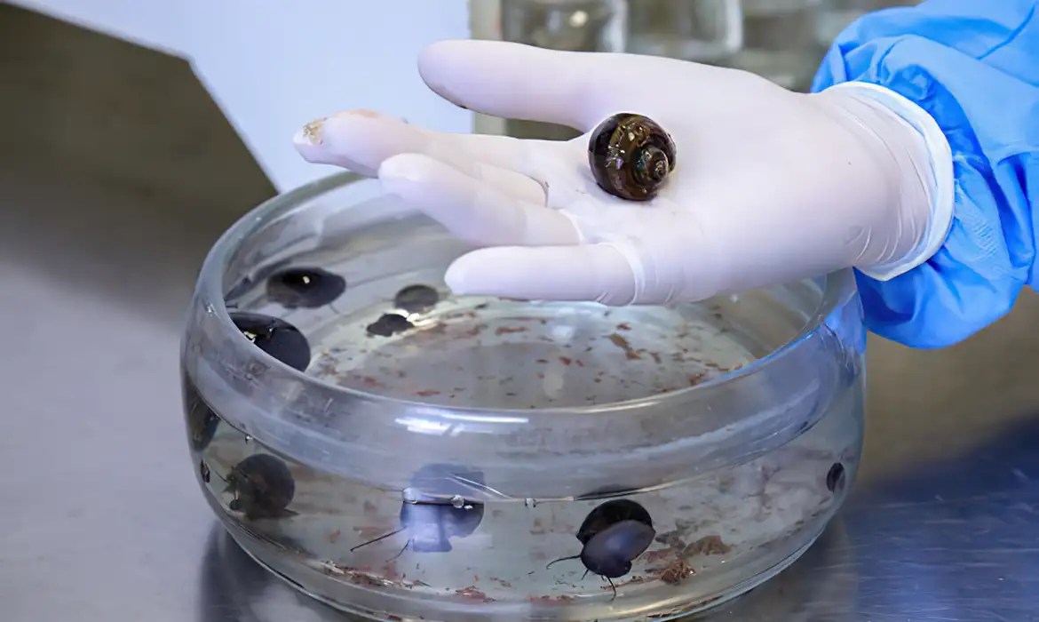 MOLUSCOS - Meningite eosinofilica: verme foi encontrado em várias cidades do Rio