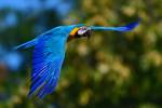 blue and yellow macaw (Ara ararauna) in flight