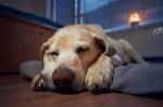 Dog sleeping at home