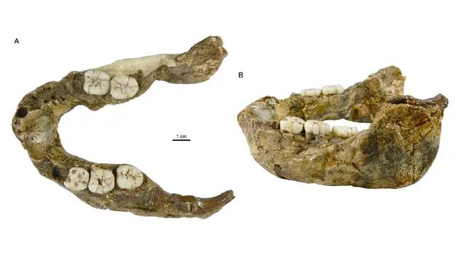 Fóssil revela parente humano desconhecido de 1,4 milhão de anos
