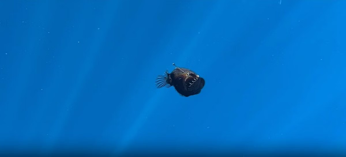 PEIXE-DIABO NEGRO - ONG Espanhola: animal é registrado próximo a superficie