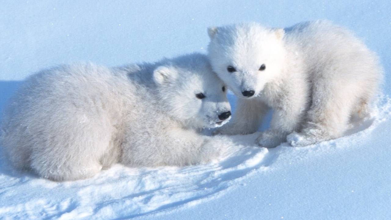 Câmeras remotas na Noruega capturaram imagens inéditas de filhotes de urso-polar emergindo de suas tocas de neve, um fenômeno essencial para sua sobrevivência.