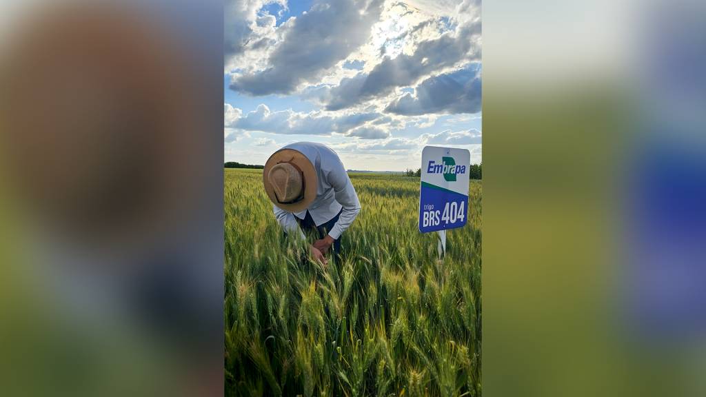 Fundamental para o agro, Embrapa vê minguar a verba federal para pesquisas