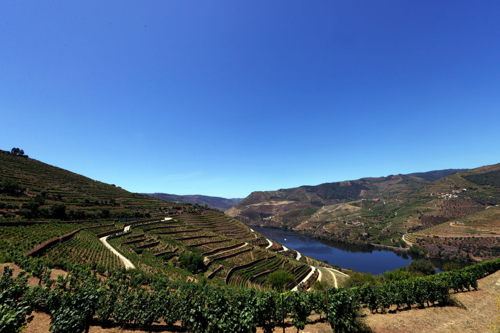 Vinhedos da região do Douro, em Portugal