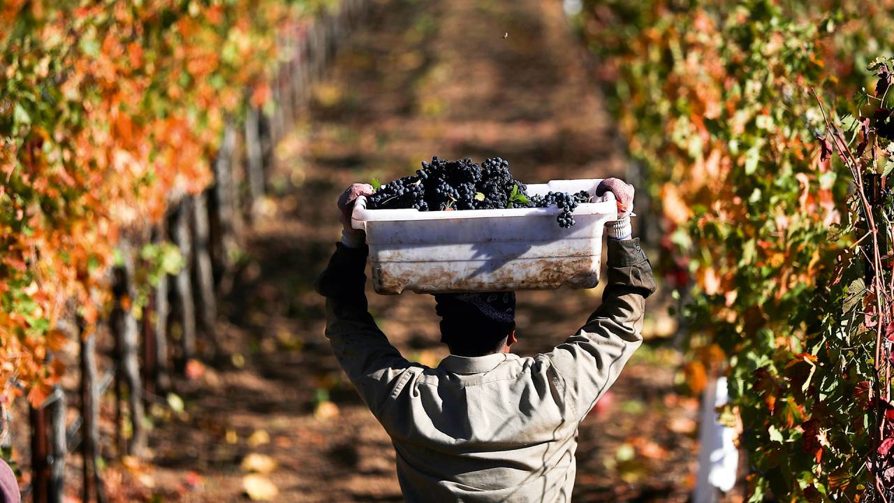 COLHEITA - Vinhedos plantados com syrah: prêmios internacionais traduzem a boa qualidade das safras de inverno