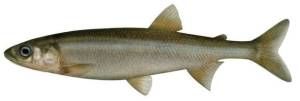 Ilustração de um peixe da mesma família do fóssil Ferruaspis brocksi Ilustração de um peixe da mesma família do fóssil Ferruaspis brocksi