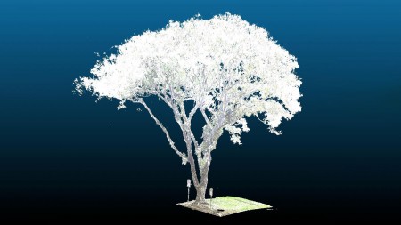 ‘Software da poda’: criação de pesquisadores pode reduzir risco de queda de árvores em áreas urbanas