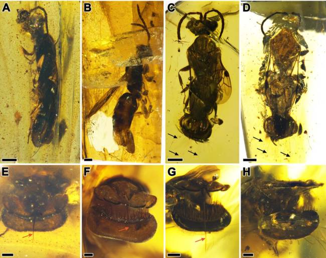 Diferentes fósseis de Sirenobethylus charybdis preservados em âmbar mostram detalhes da estrutura em forma de armadilha na ponta do abdômen, com cerdas finas e partes móveis usadas para capturar presas