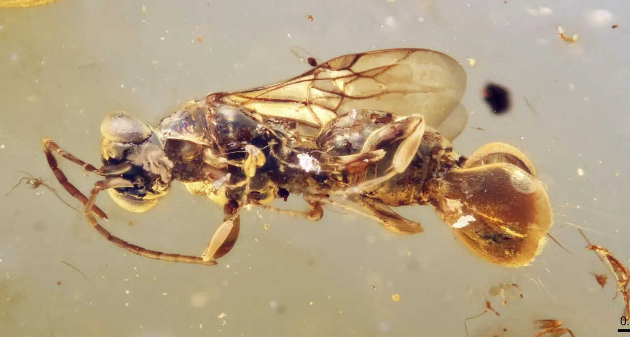 Fêmea da vespa pré-histórica Sirenobethylus charybdis, preservada em âmbar