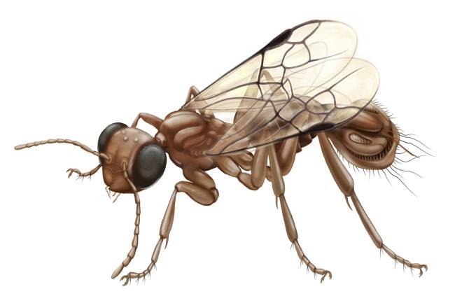 Ilustração da vespa pré-histórica Sirenobethylus charybdis