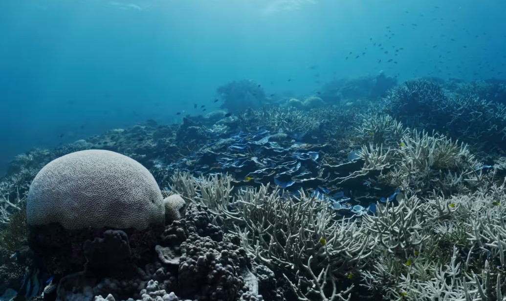 Grande Barreira de Coral, na Austrália, em 2024: branqueamento avançado