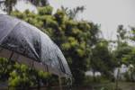 Rain, chuva, guarda chuva, guarda-chuva