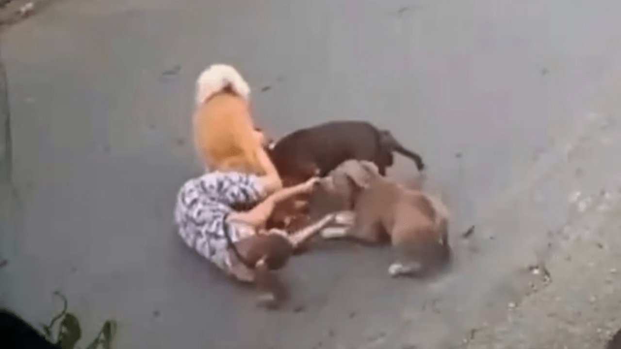 Mulher é atacada por cães em Santos
